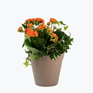 Sammenplantning