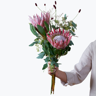 Protea